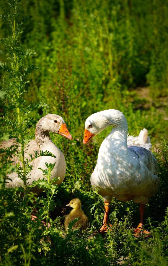 Arca Dos Animais - Farming & Spa Castelo Branco  Buitenkant foto