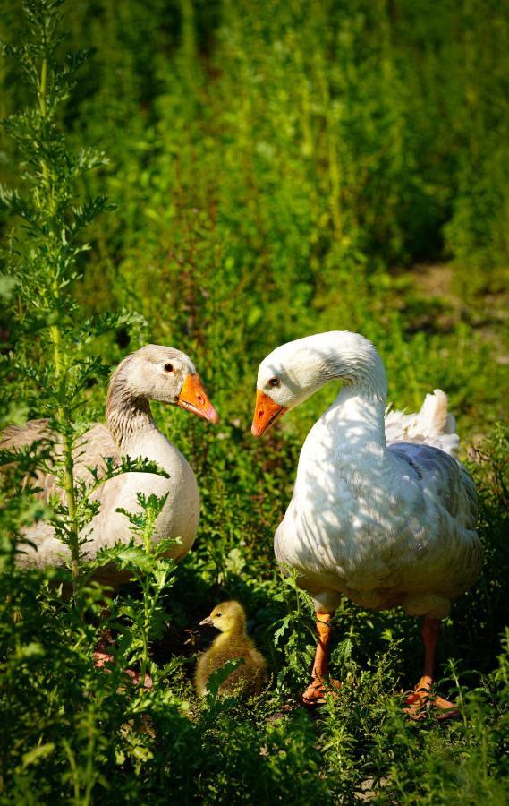 Arca Dos Animais - Farming & Spa Pension Castelo Branco  Buitenkant foto