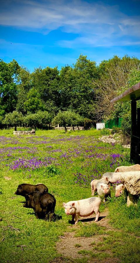 Arca Dos Animais - Farming & Spa Pension Castelo Branco  Buitenkant foto