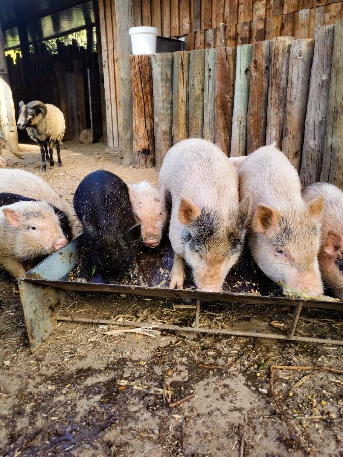 Arca Dos Animais - Farming & Spa Castelo Branco  Buitenkant foto