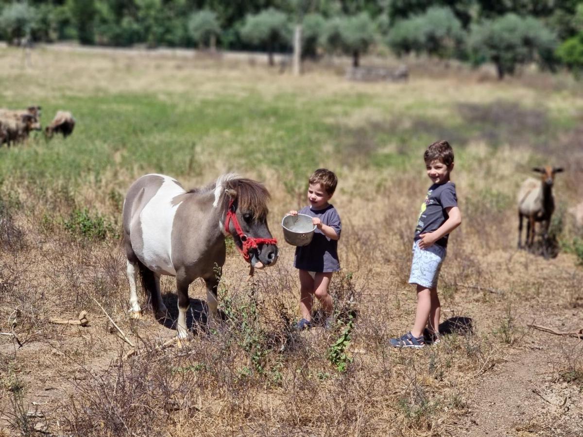 Arca Dos Animais - Farming & Spa Pension Castelo Branco  Buitenkant foto