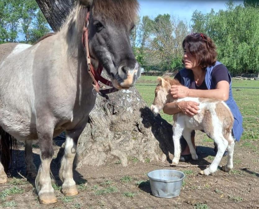 Arca Dos Animais - Farming & Spa Pension Castelo Branco  Buitenkant foto