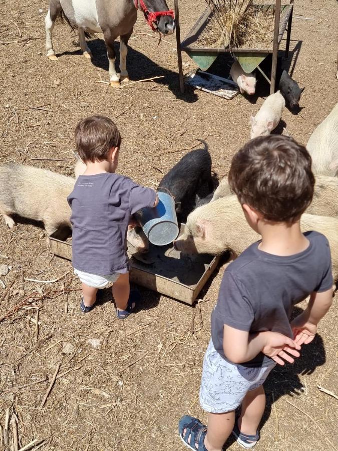 Arca Dos Animais - Farming & Spa Pension Castelo Branco  Buitenkant foto